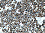 TFAM Antibody in Immunohistochemistry (Paraffin) (IHC (P))