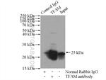 TFAM Antibody in Immunoprecipitation (IP)