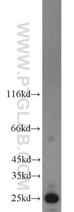 TFAM Antibody in Western Blot (WB)