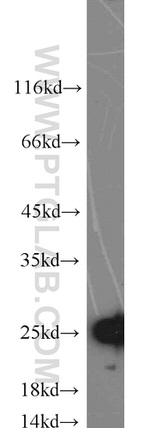 TFAM Antibody in Western Blot (WB)