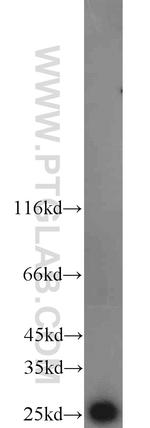 TFAM Antibody in Western Blot (WB)