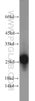 TFAM Antibody in Western Blot (WB)