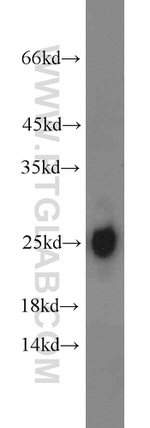 TFAM Antibody in Western Blot (WB)