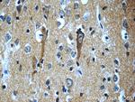 SORLA Antibody in Immunohistochemistry (Paraffin) (IHC (P))