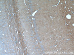 SORLA Antibody in Immunohistochemistry (Paraffin) (IHC (P))