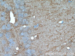 SORLA Antibody in Immunohistochemistry (Paraffin) (IHC (P))