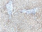 FNDC3B Antibody in Immunohistochemistry (Paraffin) (IHC (P))