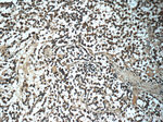 C9orf72 Antibody in Immunohistochemistry (Paraffin) (IHC (P))