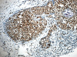 CCAR2 Antibody in Immunohistochemistry (Paraffin) (IHC (P))