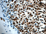 CCAR2 Antibody in Immunohistochemistry (Paraffin) (IHC (P))