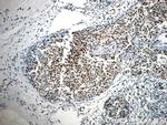 CCAR2 Antibody in Immunohistochemistry (Paraffin) (IHC (P))