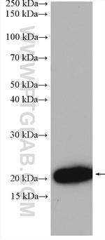 IL-28A Antibody in Western Blot (WB)