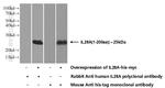 IL-28A Antibody in Western Blot (WB)