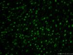 A2BP1 Antibody in Immunohistochemistry (PFA fixed) (IHC (PFA))