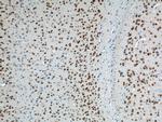 A2BP1 Antibody in Immunohistochemistry (Paraffin) (IHC (P))