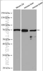 A2BP1 Antibody in Western Blot (WB)