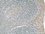 DNASE2B Antibody in Immunohistochemistry (Paraffin) (IHC (P))