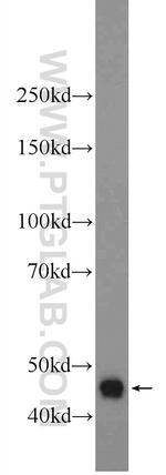 DNASE2B Antibody in Western Blot (WB)