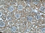 EYA1 Antibody in Immunohistochemistry (Paraffin) (IHC (P))