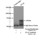 EYA1 Antibody in Immunoprecipitation (IP)