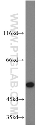 C14orf39 Antibody in Western Blot (WB)