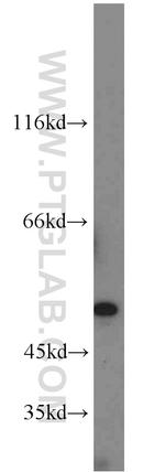 C14orf39 Antibody in Western Blot (WB)