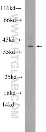 HES5 Antibody in Western Blot (WB)