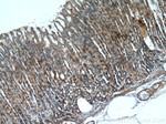 A4GNT Antibody in Immunohistochemistry (Paraffin) (IHC (P))