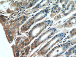 A4GNT Antibody in Immunohistochemistry (Paraffin) (IHC (P))