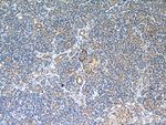 A4GNT Antibody in Immunohistochemistry (Paraffin) (IHC (P))