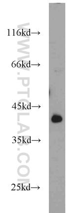 STARS/ABRA Antibody in Western Blot (WB)