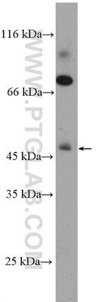 STARS/ABRA Antibody in Western Blot (WB)