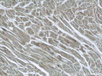 ARK5 Antibody in Immunohistochemistry (Paraffin) (IHC (P))