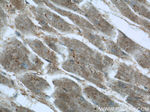 ARK5 Antibody in Immunohistochemistry (Paraffin) (IHC (P))