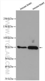 ARK5 Antibody in Western Blot (WB)