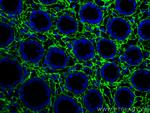 Collagen Type III (N-terminal) Antibody in Immunohistochemistry (PFA fixed) (IHC (PFA))