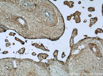 LIFR Antibody in Immunohistochemistry (Paraffin) (IHC (P))