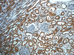 LIFR Antibody in Immunohistochemistry (Paraffin) (IHC (P))