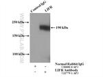LIFR Antibody in Immunoprecipitation (IP)