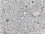 MCT4 Antibody in Immunohistochemistry (Paraffin) (IHC (P))