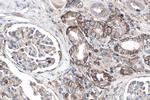 MCT4 Antibody in Immunohistochemistry (Paraffin) (IHC (P))