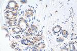 MCT4 Antibody in Immunohistochemistry (Paraffin) (IHC (P))