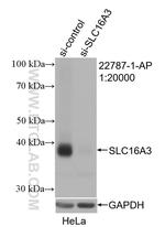 MCT4 Antibody in Western Blot (WB)