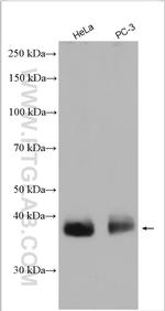 MCT4 Antibody in Western Blot (WB)