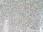 PHLPP Antibody in Immunohistochemistry (Paraffin) (IHC (P))