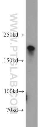 PHLPP Antibody in Western Blot (WB)