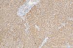 PHLPP Antibody in Immunohistochemistry (Paraffin) (IHC (P))