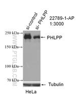 PHLPP Antibody in Western Blot (WB)