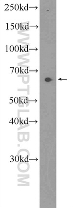 PRR14 Antibody in Western Blot (WB)