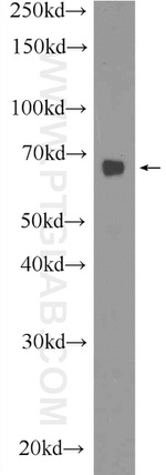 PRR14 Antibody in Western Blot (WB)